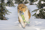 Collie