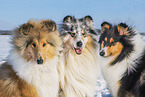 Collies