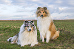 Collies