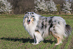 Collie