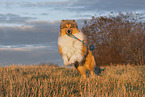 Collie