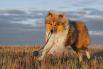Collie