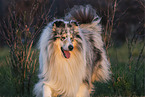 Collie
