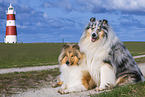 Collies
