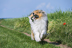 Collie