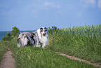 Collie