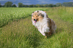 Collie