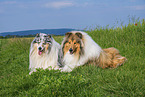 Collies