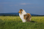Collie