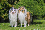 Collies