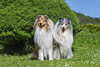 Collies