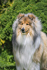 Collie