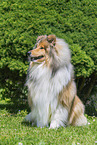 Collie