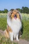 Collie