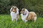 Collies