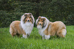 Collies
