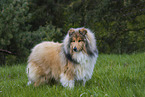 Collie