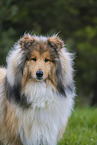 Collie