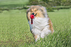 Collie