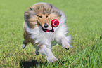 Collie