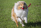 Collie
