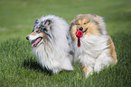 Collie