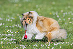 Collie