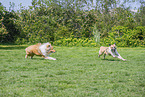 dogs
