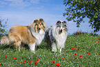 Collies