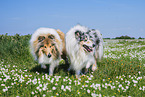 Collies