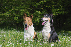 Collies