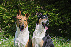 Collies