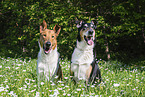 Collies