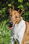 Collie