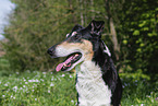 Collie