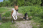 Collies