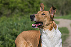 Collie