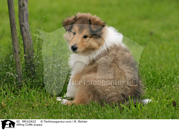 sitting Collie puppy / RR-02822