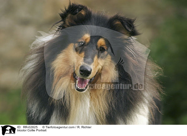 tricolor Collie Portrait / RR-02825