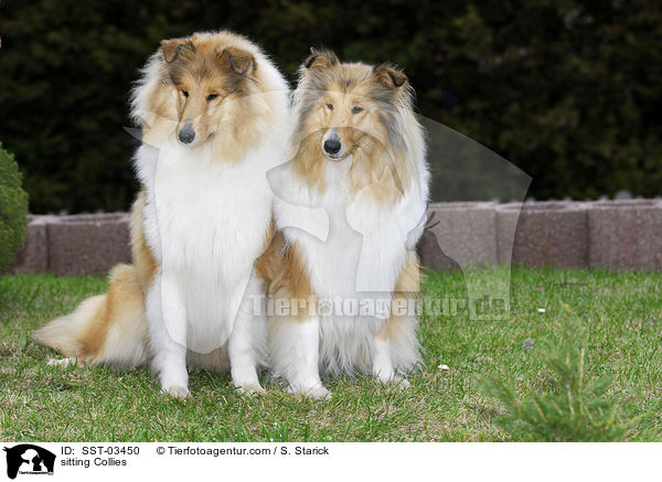 sitting Collies / SST-03450