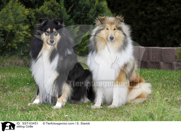 sitting Collie / SST-03451