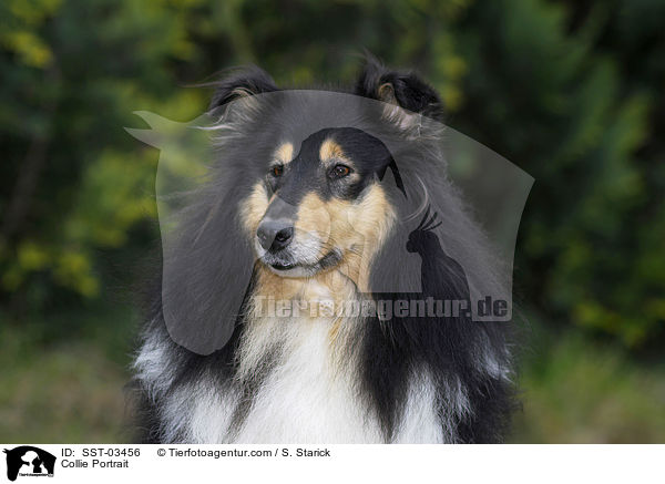 Collie Portrait / SST-03456