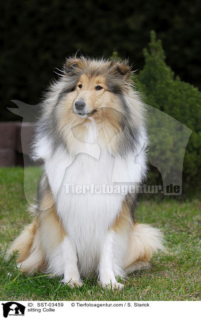 sitting Collie / SST-03459