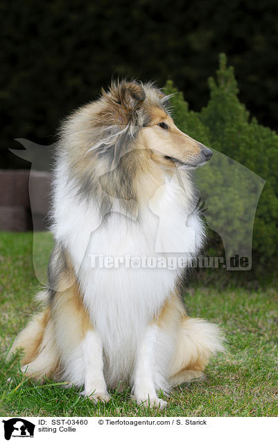 sitting Collie / SST-03460