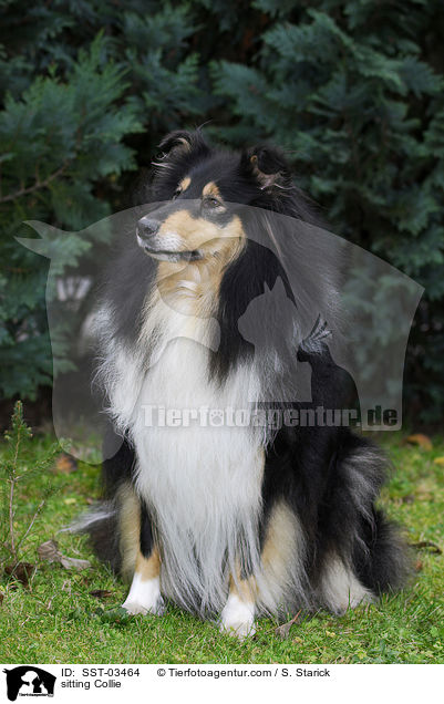 sitting Collie / SST-03464