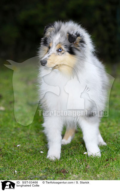 longhaired Collie / SST-03466