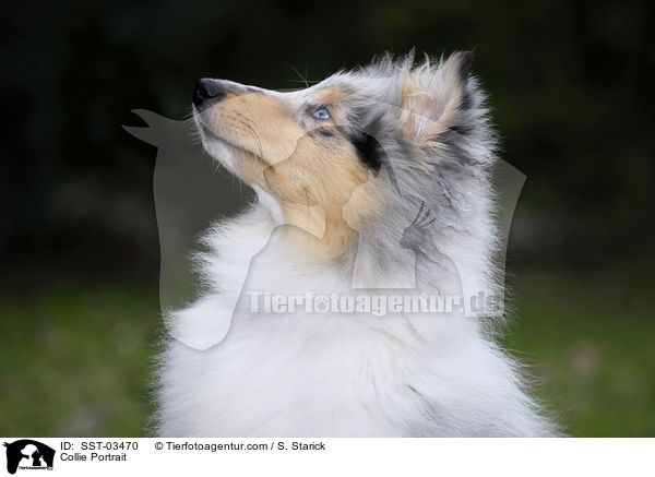 Collie Portrait / SST-03470