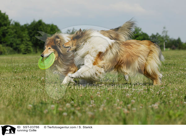 running Collie / SST-03766