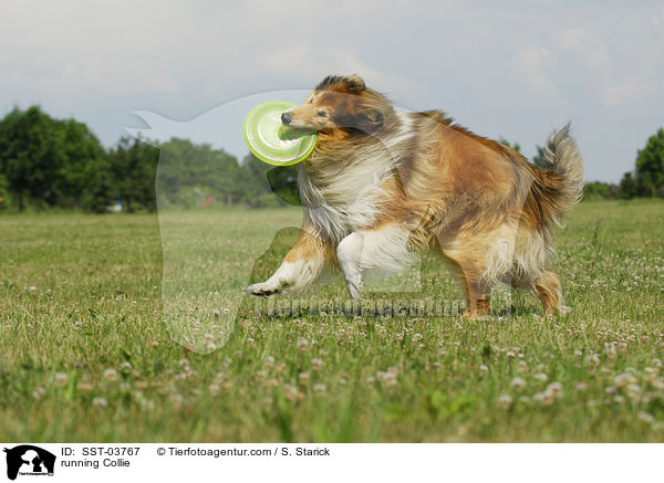 running Collie / SST-03767