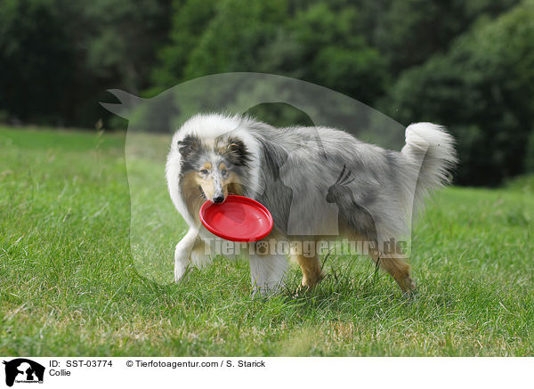 Collie / SST-03774